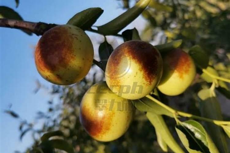 草莓开始摘果前,应该怎样快速膨果、均匀上色呢？