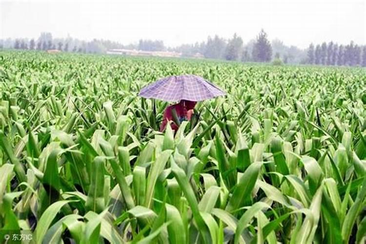 百达菲丽有电池手表吗(百达菲丽手表官方旗舰店官网)