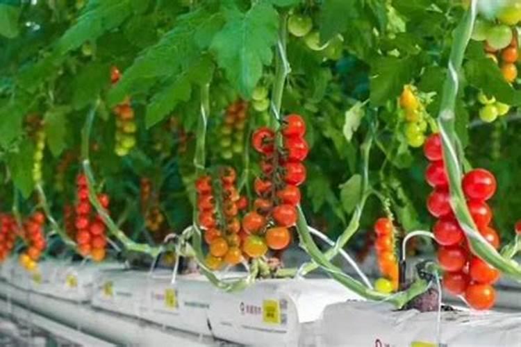 氮肥有哪些化学式是什么肥料做成