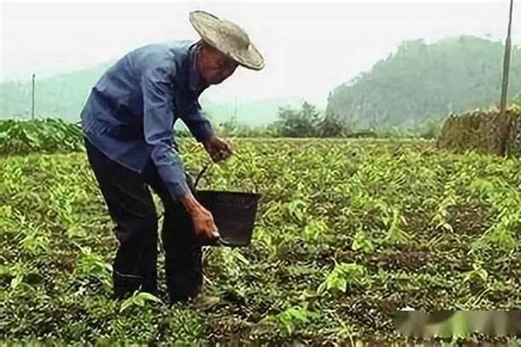 硫酸钾怎么使用效果好