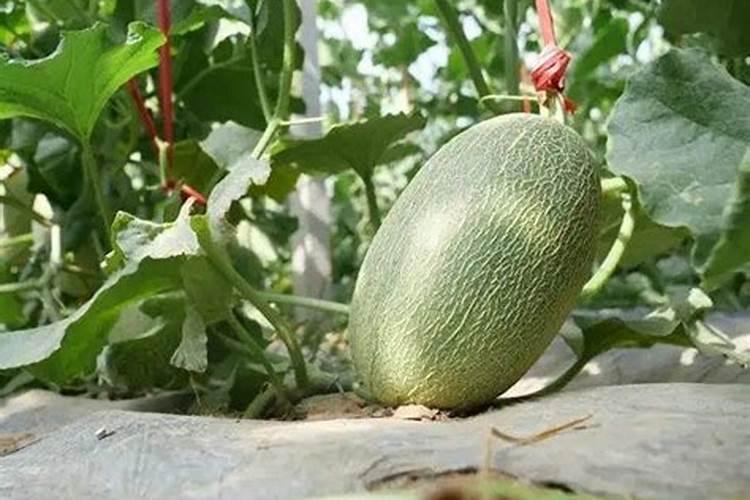 请问哈密瓜叶子这样是什么病