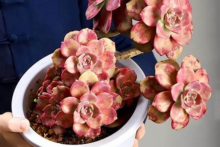 柑橘花芽分化用什么肥