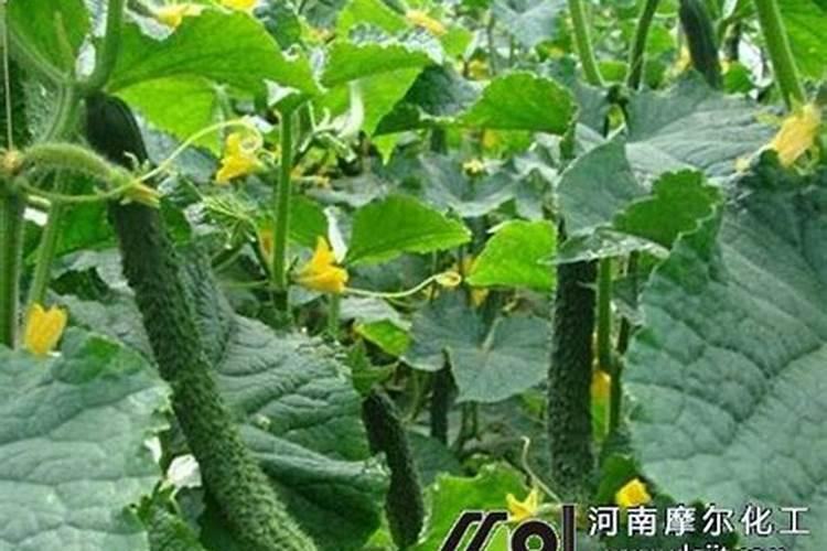黄瓜长秧不长果怎么办