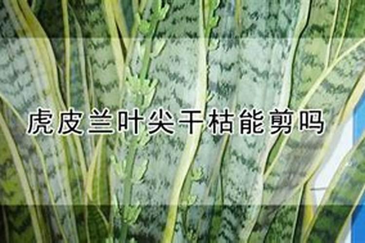 仙客来施什么肥最好