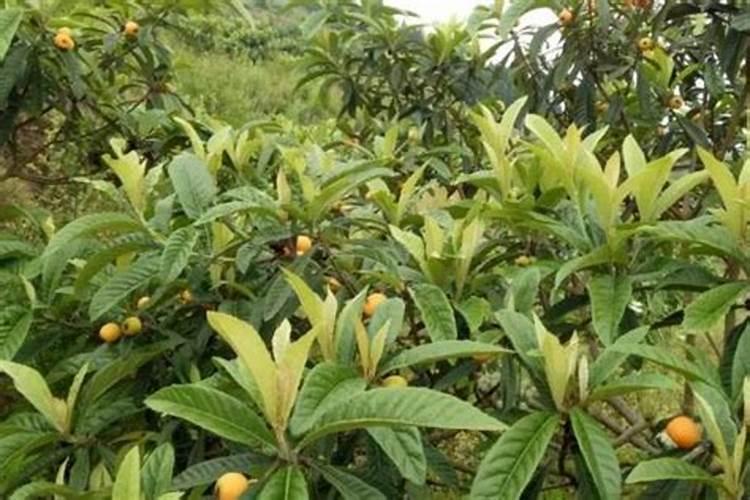 百香果挂果后施什么肥合适