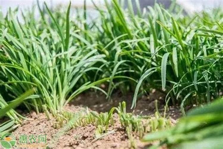 磷酸二氢钾200克控旺吗