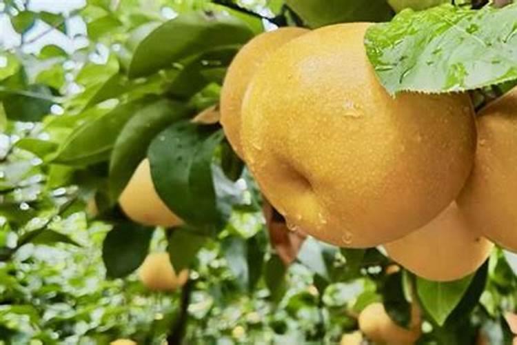 有谁能推荐一下防治病毒病的药？