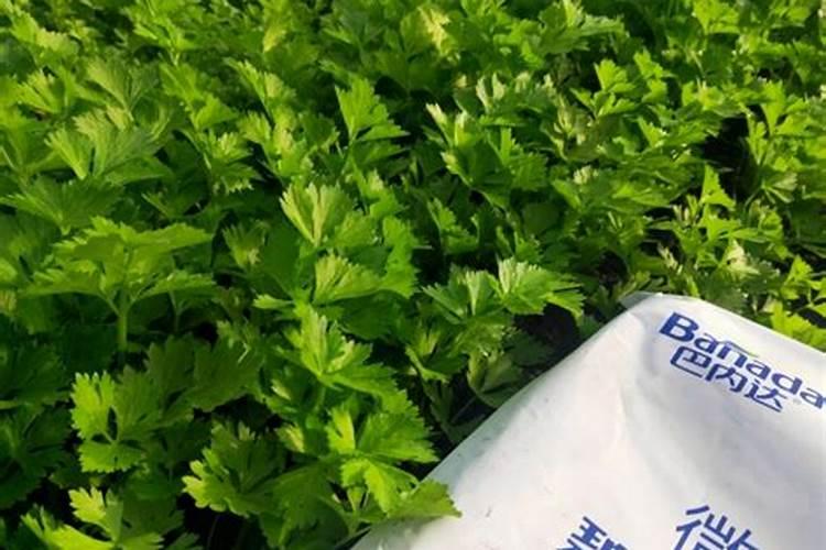 高磷肥料有哪些 什么是高磷肥