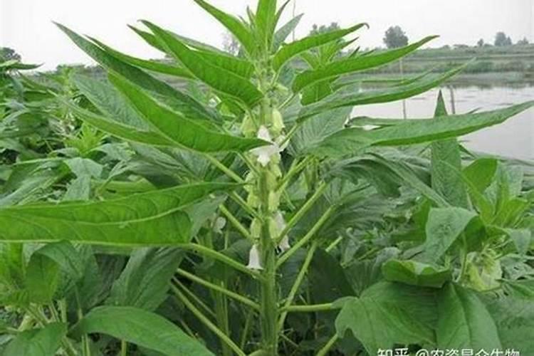 芝麻追肥用什么肥料好