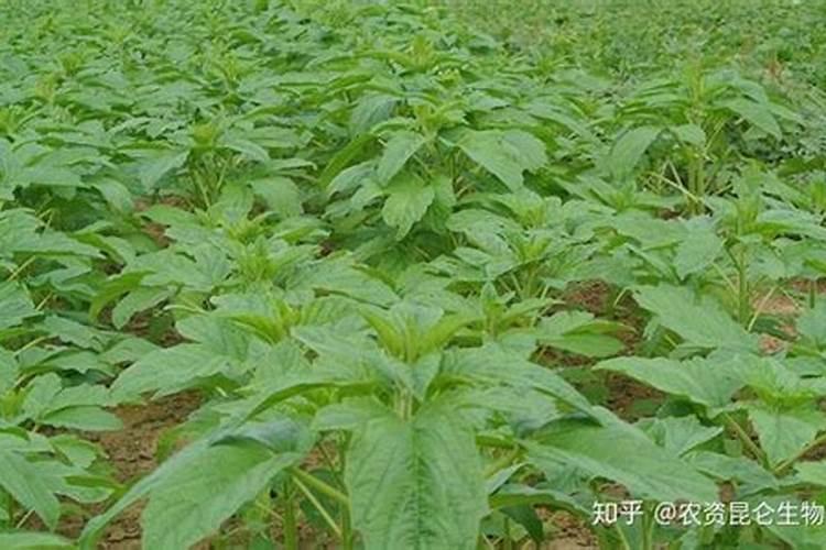 种芝麻用什么肥料好