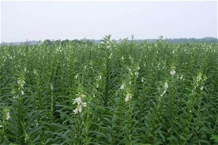 剩菜汤可以直接浇花吗 剩菜剩汤怎么发酵成肥料