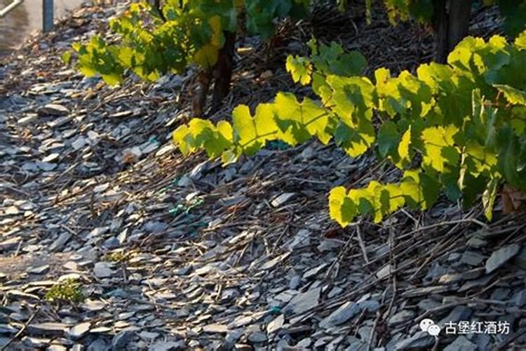 松原有哪些适合遛狗的地方推荐？