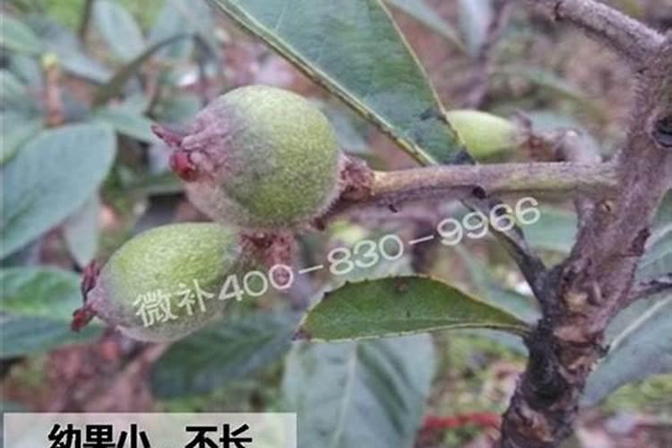 如何使作物茎粗,节间距很短？