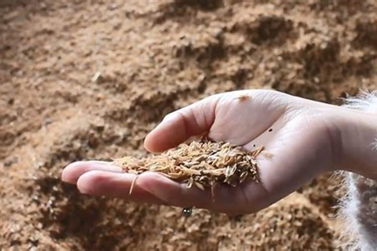 虎皮兰刚栽上用浇水吗