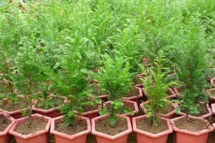 红豆杉(植物树)对人体有哪些好处？