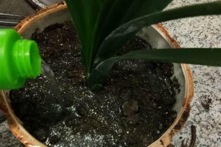月季的施肥时间及方法