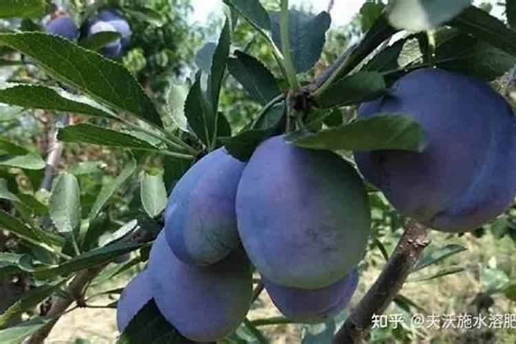 雀舌黄杨多久浇水 多久浇水适宜雀舌黄杨？