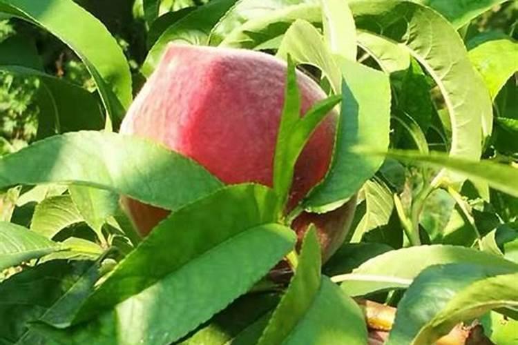 无锡水蜜桃施肥方法及时间 无锡水蜜桃施肥方法及时间是怎样的