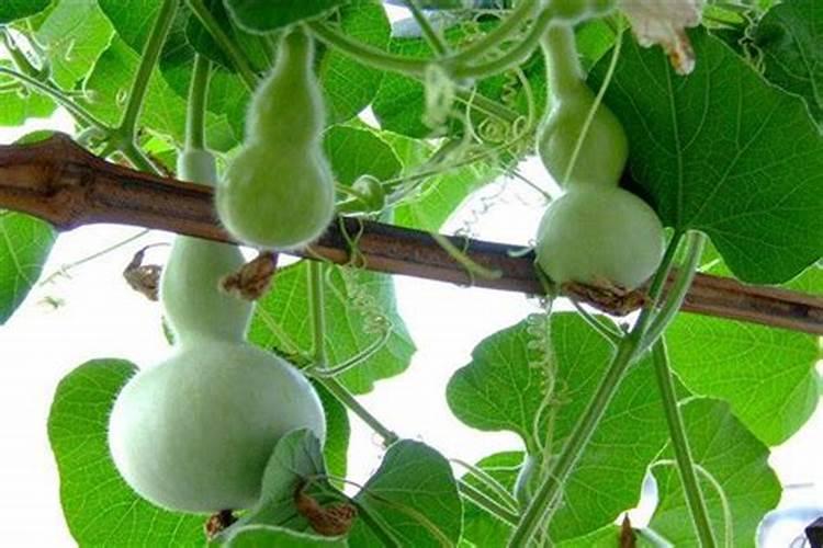 种葫芦用什么肥料
