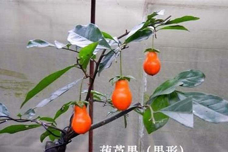 露地西葫芦种植技术