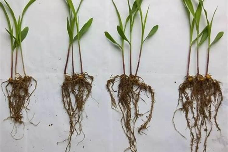 水培植物叶子发黄没劲生长,用什么肥料最好？