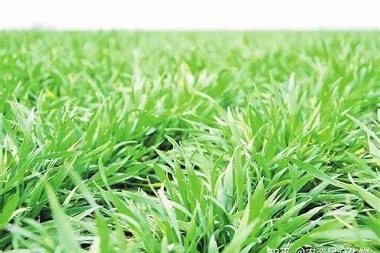 小麦追肥最佳配方