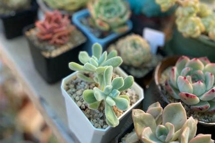 如何使君子兰叶子又绿又亮