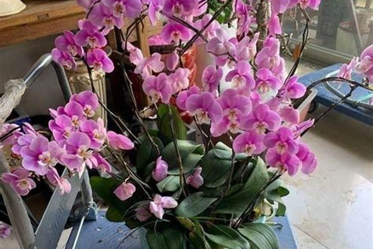 苹果树追肥用什么肥料好