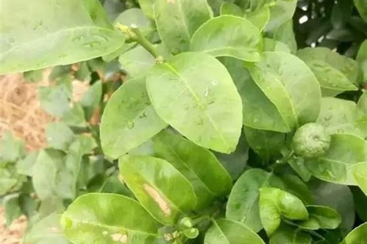 柑橘保花保果上什么肥料？柑橘保花保果喷什么叶面肥结果多？