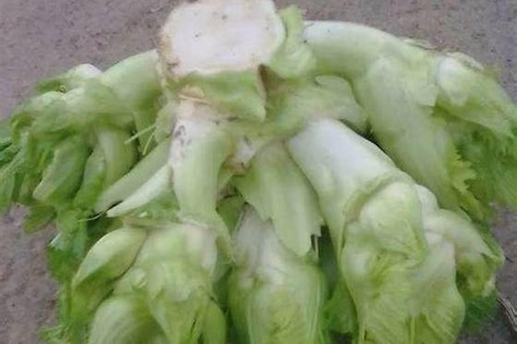 葡萄肥害如何解救