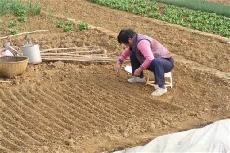 在种植黄豆的时候,为什么底肥不能施得太多呢？