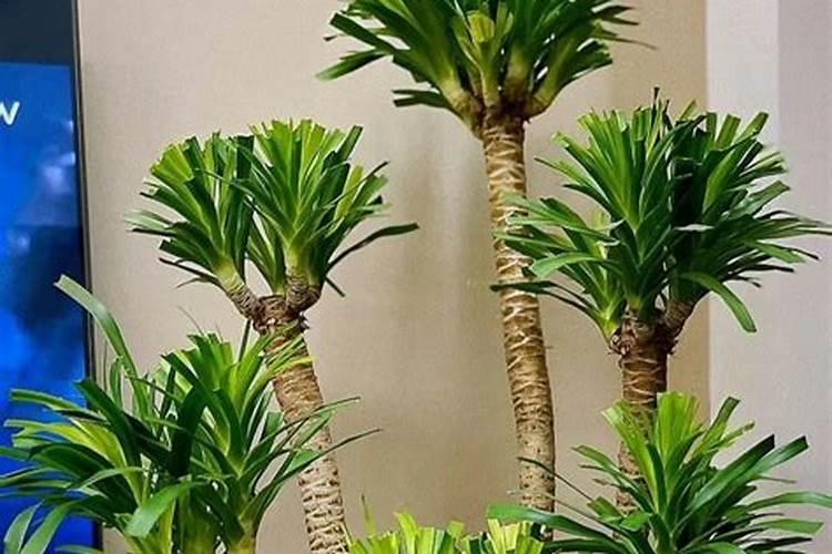 草莓什么时候冲高钾肥？草莓用什么水溶肥？