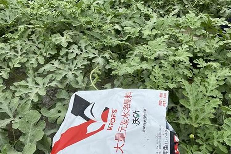 种植韭菜,下面3种肥料随便用,韭菜长得黑亮又粗壮