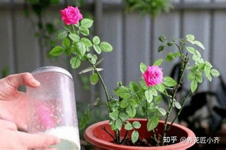 多肉施什么肥好