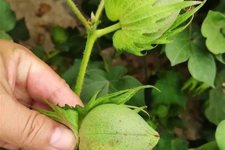下雨后小麦能撒尿素吗