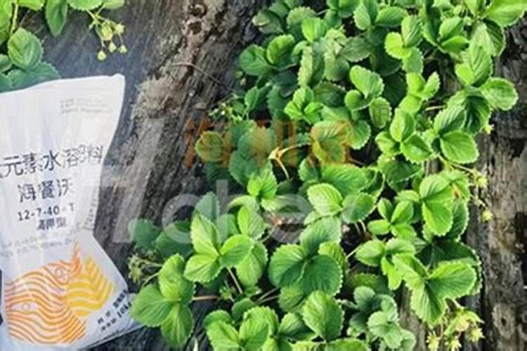 巧棵力颗粒水溶肥跟cocoly是什么关系？