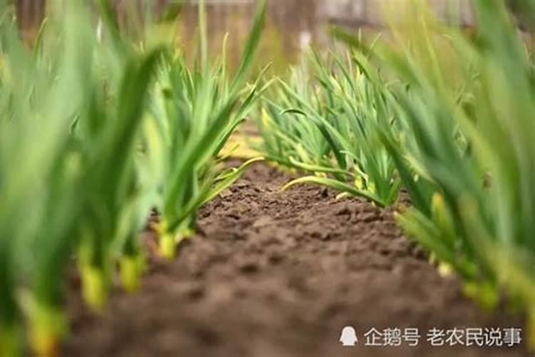 阿卡典海藻酸水溶肥效果怎么样