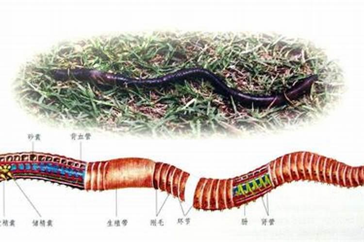 甲壳素海藻精钾水溶肥效果怎么样