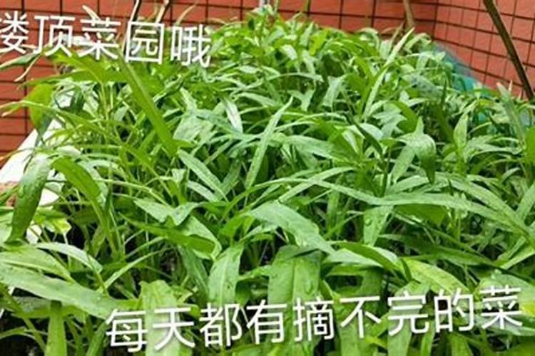 秋后韭菜的种植管理 韭菜怎么施肥好
