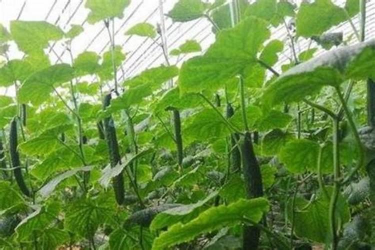 无人机喷甘蔗一亩用多少920