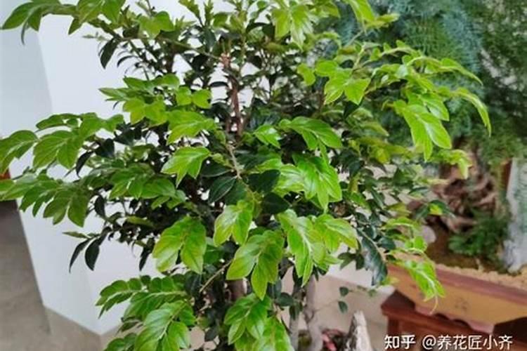 茄子用什么肥料好