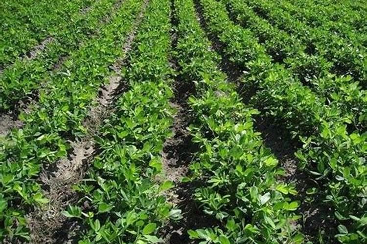 中国前十矿源黄腐酸钾是哪几家？