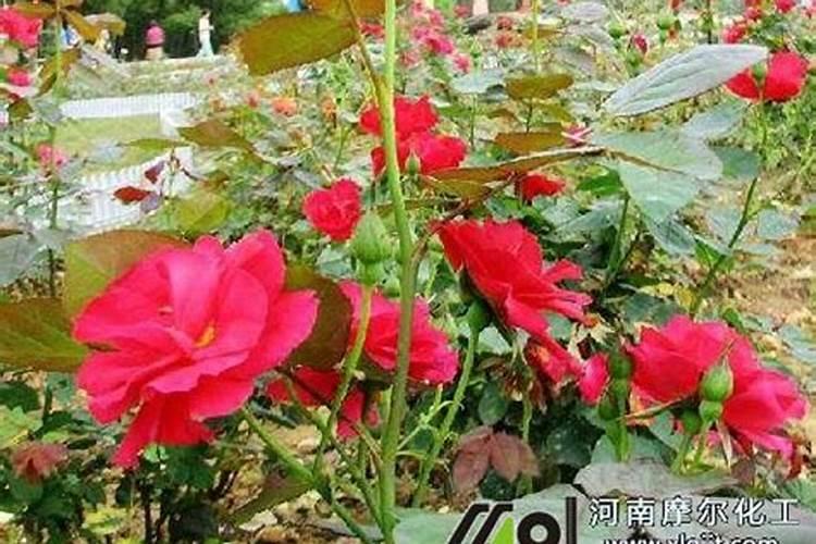 芝麻刚开始开花,看着不是那么肥,现在还可以追肥吗？