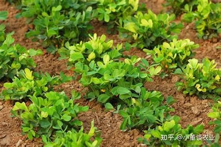 花生叶面肥用什么高产 什么时候施肥好