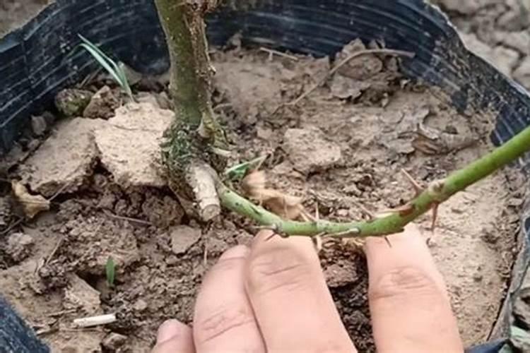 月季花用什么土最好