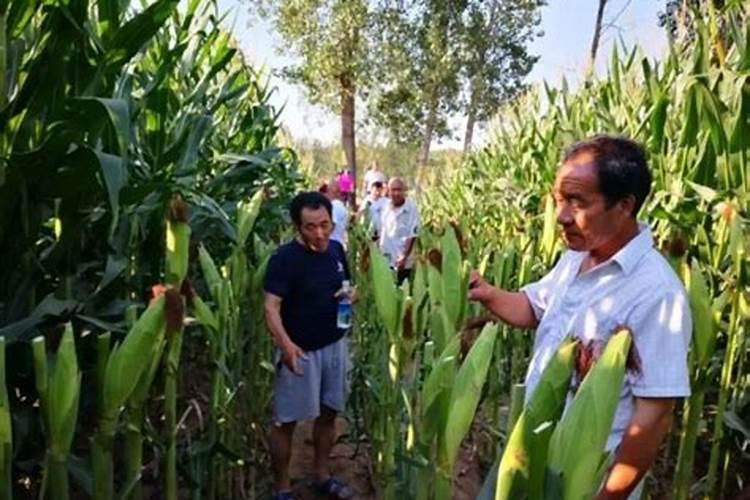 菜籽枯没发酵,直接当做肥料施加给农作物可以吗？有何依据？