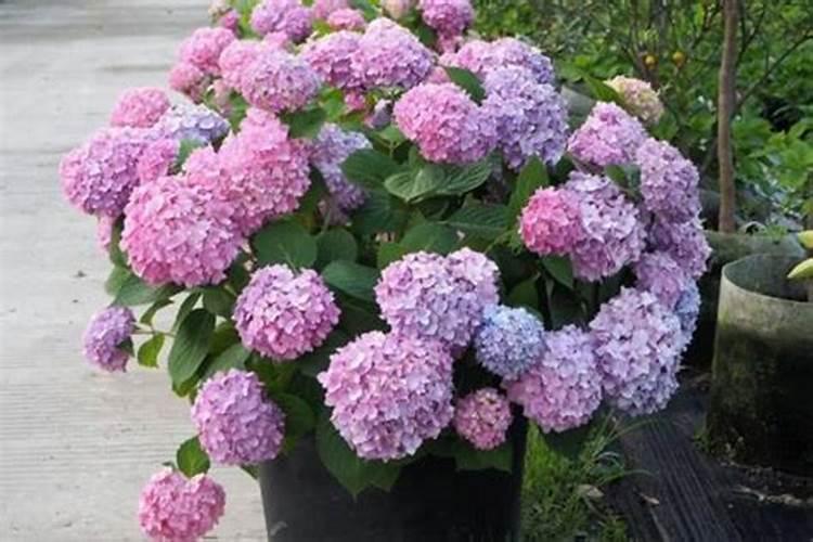 平安树栽上多久能施肥,平安树怎么施肥？