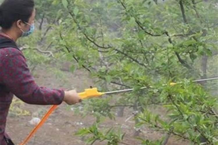 芸苔素多久喷一次