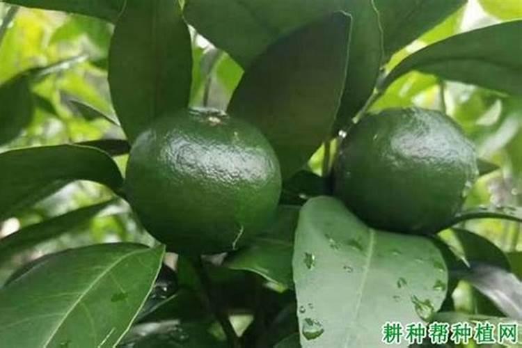 芸苔素多久喷一次,效果功能,什么时候不能使用