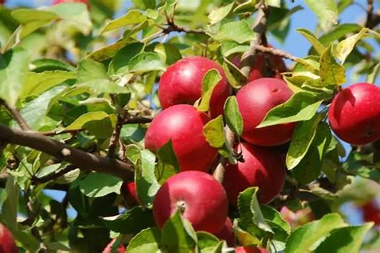 山楂树施膨果肥最佳时间施肥方法有哪些